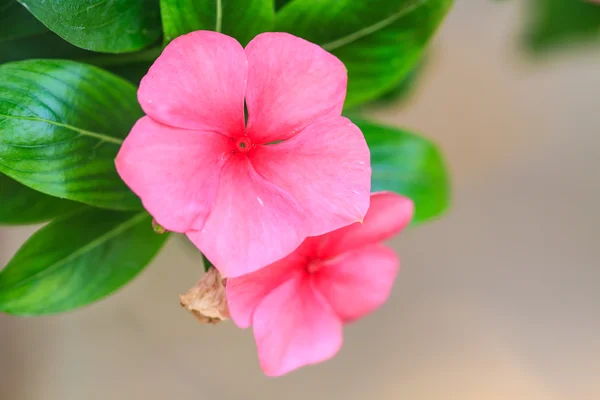 Hermosas flores de vinca rosa (madagascar periwinkle ) —  Fotos de Stock
