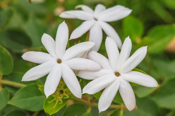 Witte jasmijn bloemen in de tuin — Stockfoto