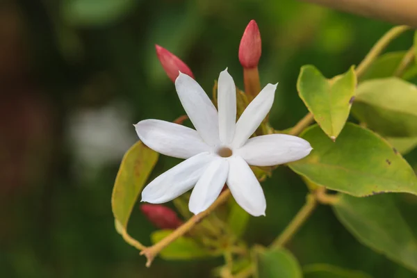 Άσπρο jasmine λουλούδια στον κήπο — Φωτογραφία Αρχείου