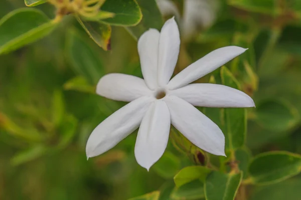 Flores brancas de jasmim no jardim — Fotografia de Stock