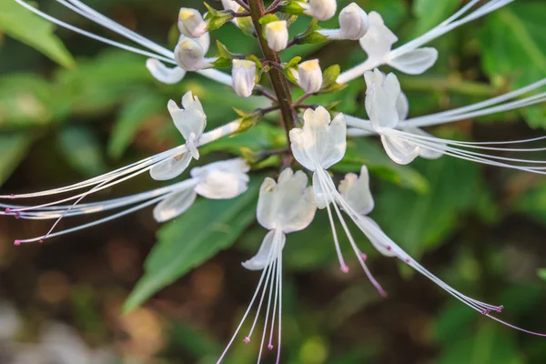 Cat's whiskers flowers — Stock Photo, Image