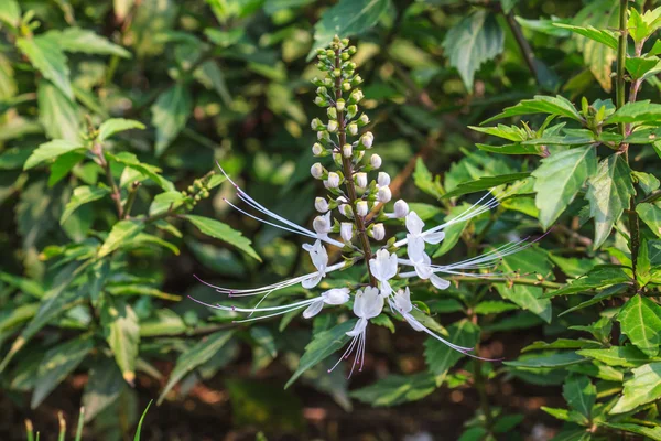 Cat's snorharen bloemen — Stockfoto