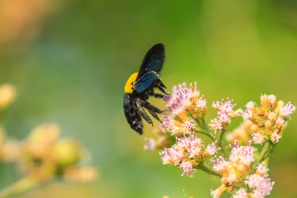 Bumble bee zittend op wild flower — Stockfoto