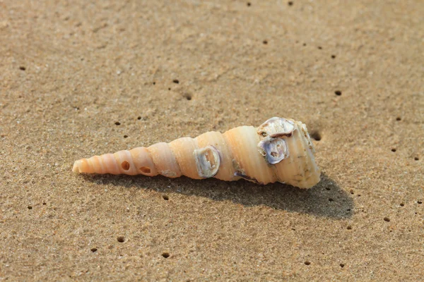 Coquilles de mer avec sable — Photo