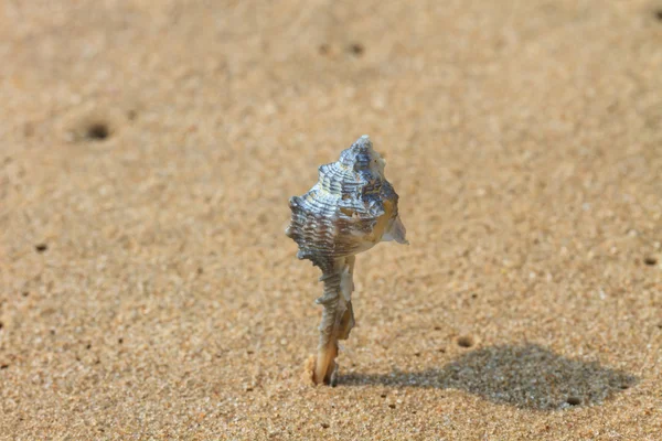 Coquilles de mer avec sable — Photo