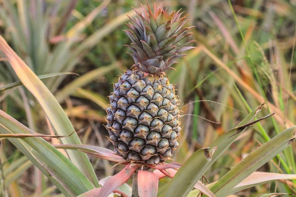 Ananas tropické ovoce — Stock fotografie