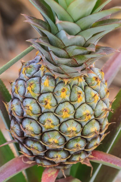 Ananas tropické ovoce — Stock fotografie