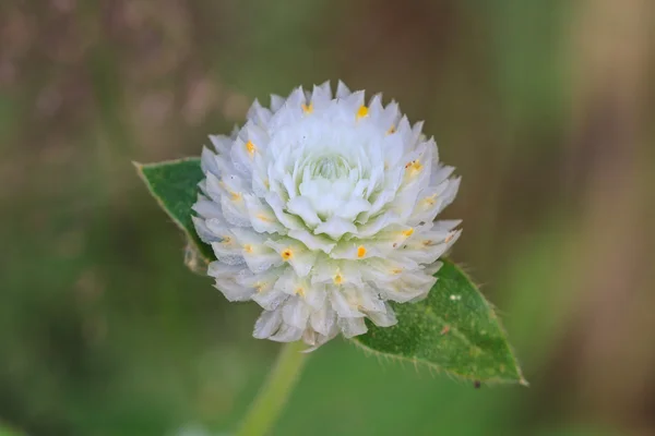 Globe Amaranto o Bachelor Button Flower — Foto Stock