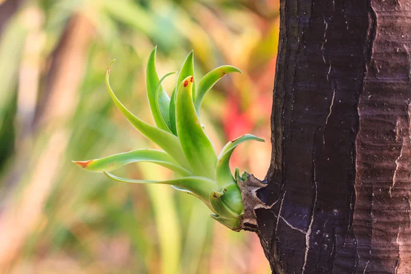 Árbol Dracaena — Foto de Stock