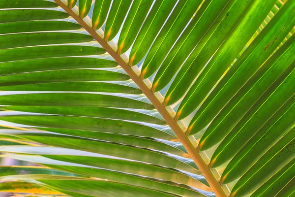 Green coconut leaf pattern — Stock Photo, Image