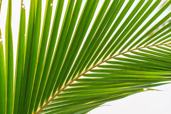 Green coconut leaf pattern — Stock Photo, Image