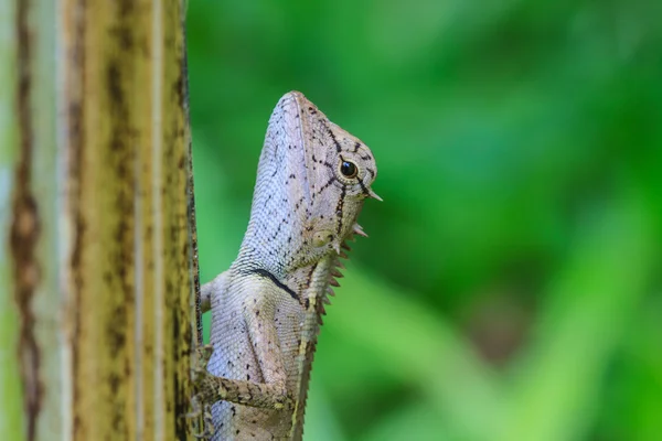 Grünhaubeneidechse — Stockfoto