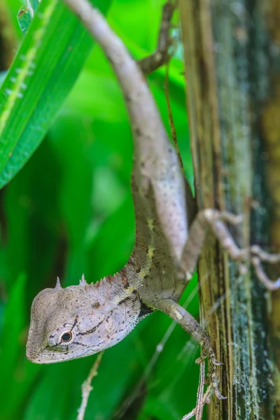 Green crested lizard — Stock Photo, Image