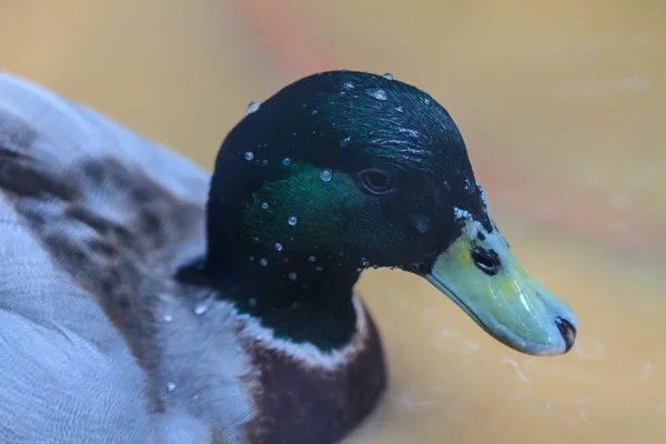 Pato na água no jardim — Fotografia de Stock