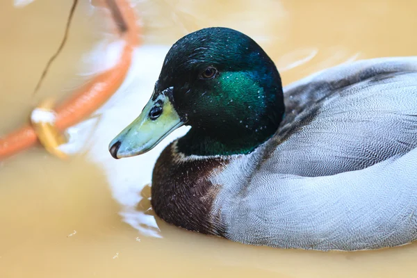 duck on the water in garden