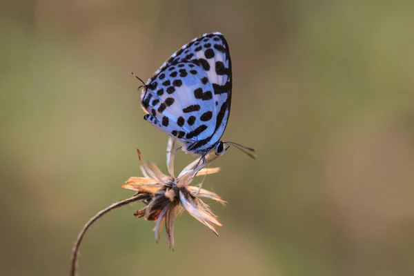 Hermosa mariposa — Foto de Stock