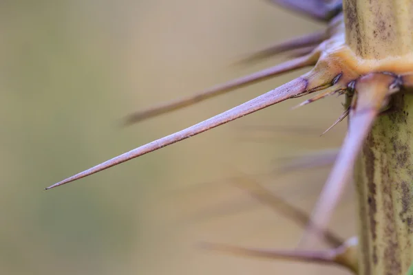 Thorns of Zalacca — Stock Photo, Image