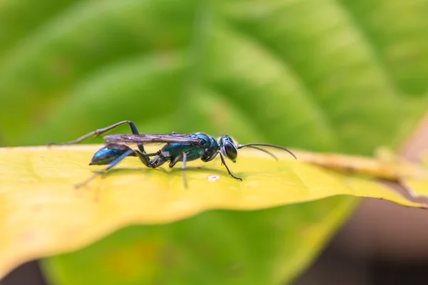 Insect on leaf — Stock Photo, Image