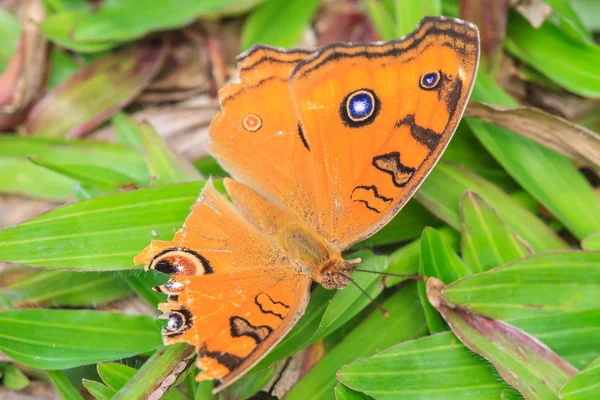 Peacock viooltje vlinders letsel — Stockfoto