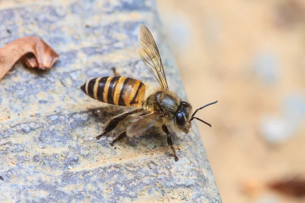 Pszczoła na ziemi z bliska — Zdjęcie stockowe