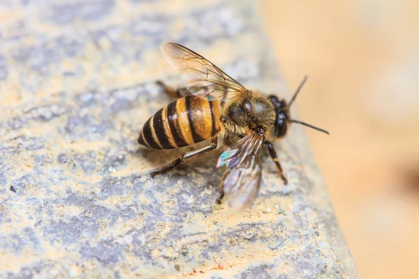 Close up bee on the ground — Stock Photo, Image