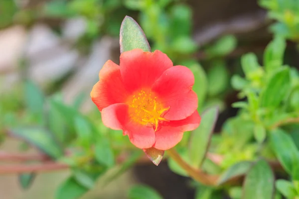 Portulaca blommor i trädgården — Stockfoto