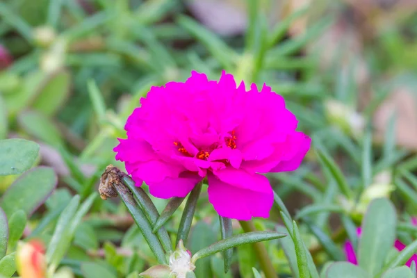 Portulaca florece en el jardín —  Fotos de Stock