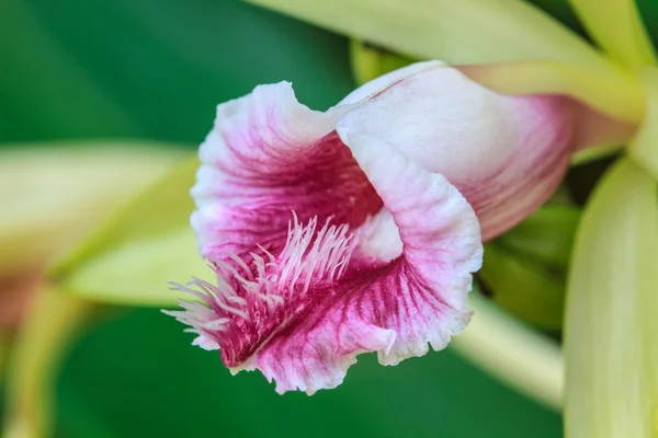 Vanilla pilifera Especies raras orquídeas silvestres — Foto de Stock