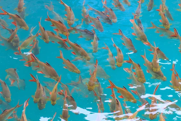 Fische im klaren Wasser von oben gesehen — Stockfoto