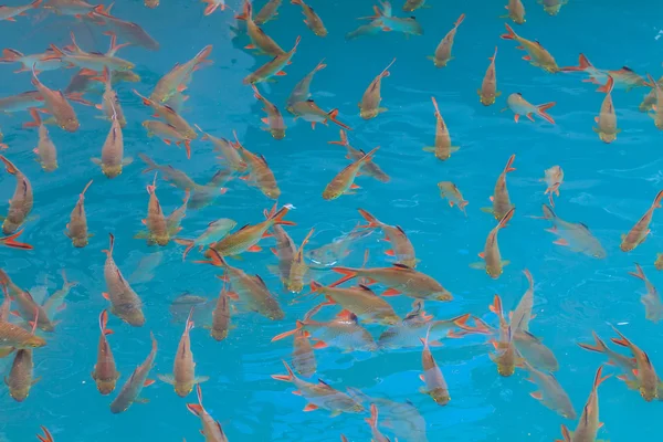 Fiska i klart vatten vy från ovan — Stockfoto