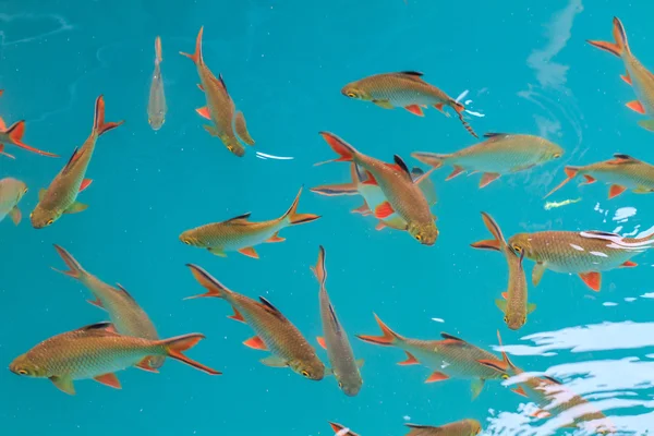 Fische im klaren Wasser von oben gesehen — Stockfoto