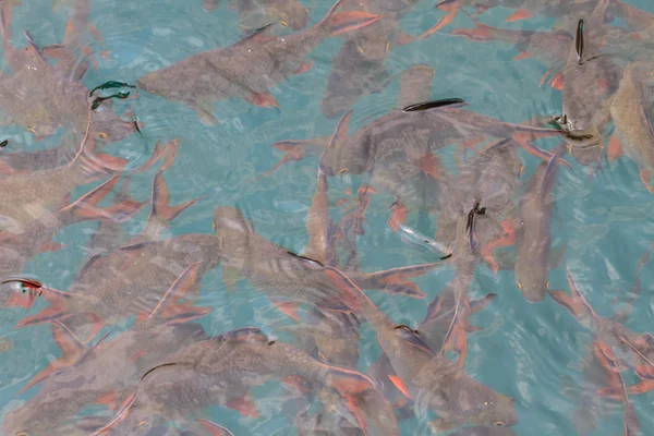 Vissen in helder water weergave van bovenaf — Stockfoto