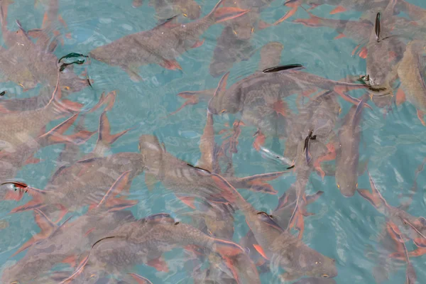 Pesce in acqua limpida vista dall'alto — Foto Stock