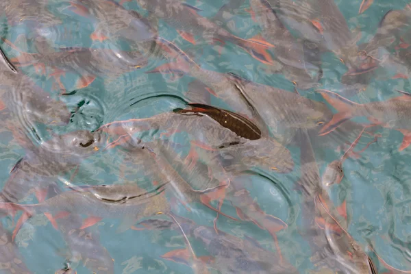 Ryby w czystej wodzie widok z góry — 스톡 사진