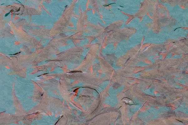 Ryby w czystej wodzie widok z góry — 스톡 사진