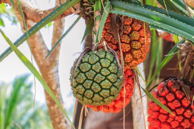 vida çam (pandanus tectorius veya pandanus odoratissimus)