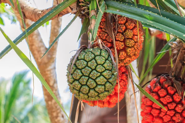 Pino a vite (Pandanus tectorius o Pandanus odoratissimus ) — Foto Stock