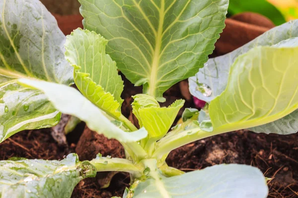 Kale vegetable — Stock Photo, Image