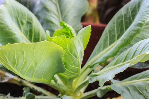 Kale vegetable — Stock Photo, Image