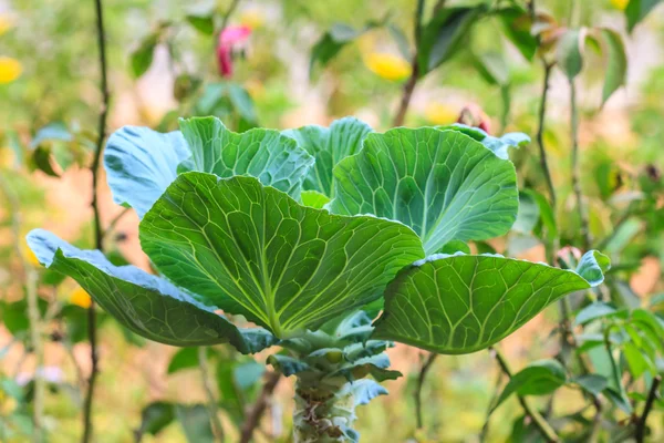 Kale vegetable — Stock Photo, Image