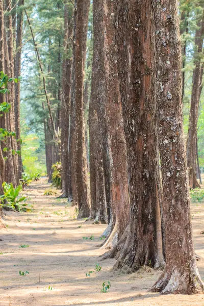 Kiefernwald. — Stockfoto