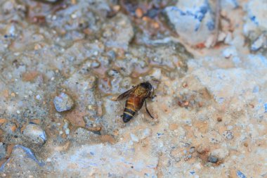 Arı yere kadar kapatın