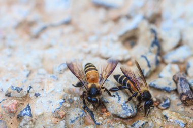 Arı yere kadar kapatın