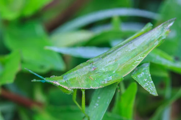 Grasshopper posado en una hoja —  Fotos de Stock