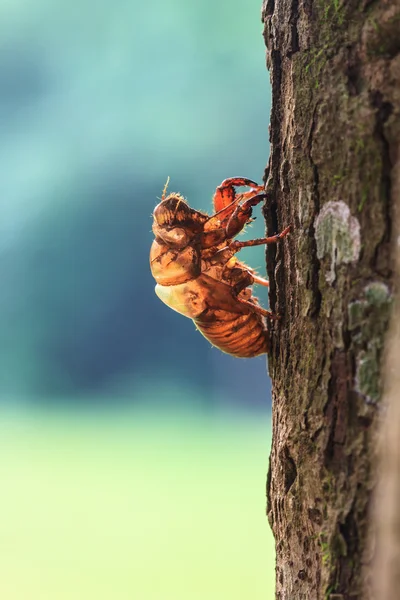 Coque de la Cicada — Photo