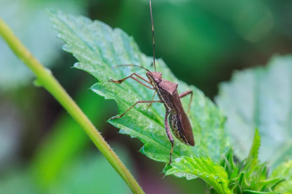 Hmyz v přírodě pozadí — Stock fotografie
