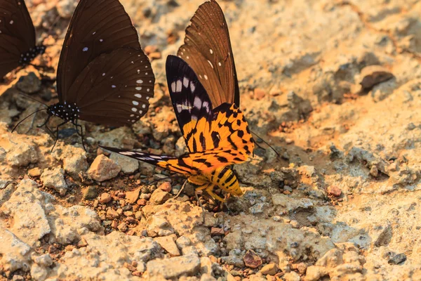 Close-up van vlinder — Stockfoto