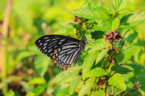 Beautiful Butterfly — Stock Photo, Image