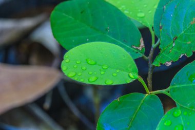 Yeşil yaprak ve su damlaları