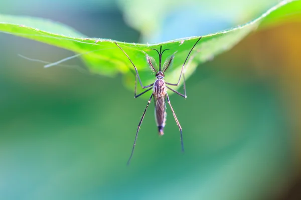 Mosquito na folha verde — Fotografia de Stock